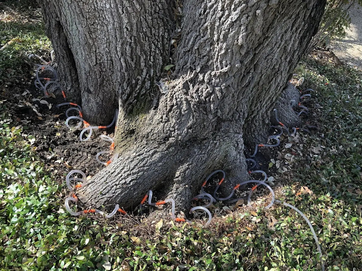 Detailed Tree Cabling and Bracing job site in Falconer