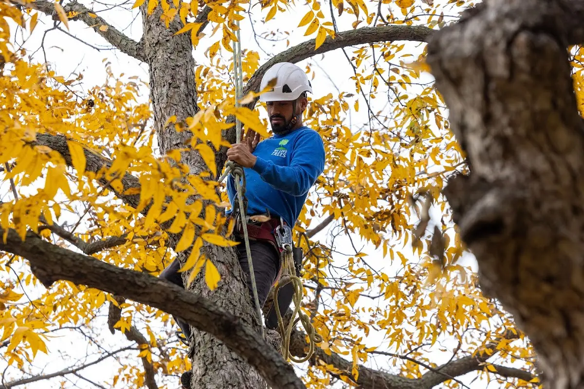 Skilled Tree Disease Treatment crew working in Falconer